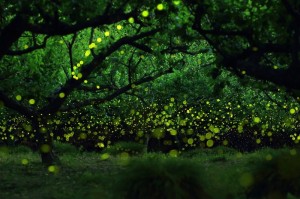 THE ENCHANTING FOREST OF FIREFLIES